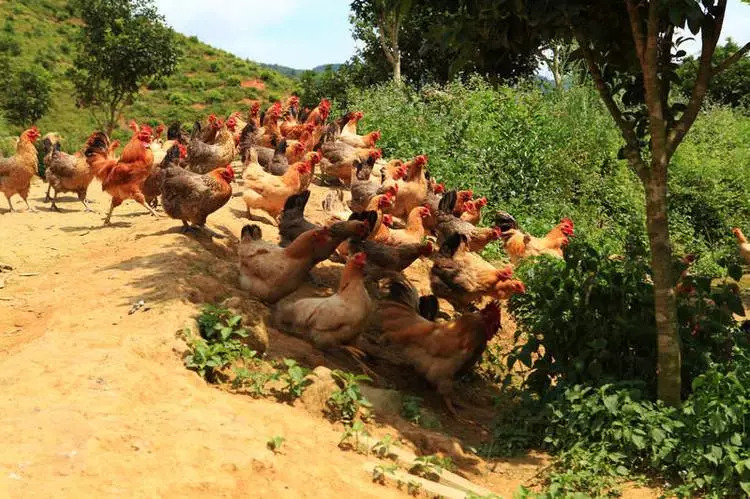 农业暴富的六大机会,中国农业暴富机会