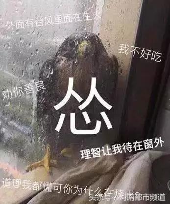 没有感情的广东人！台风天救起的乌龟，第二天就炖汤啦？