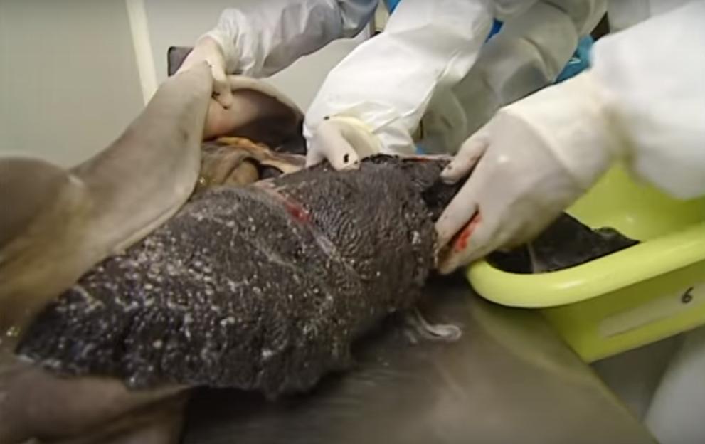 顶级鱼子酱美食,四大美食之一的鱼子酱