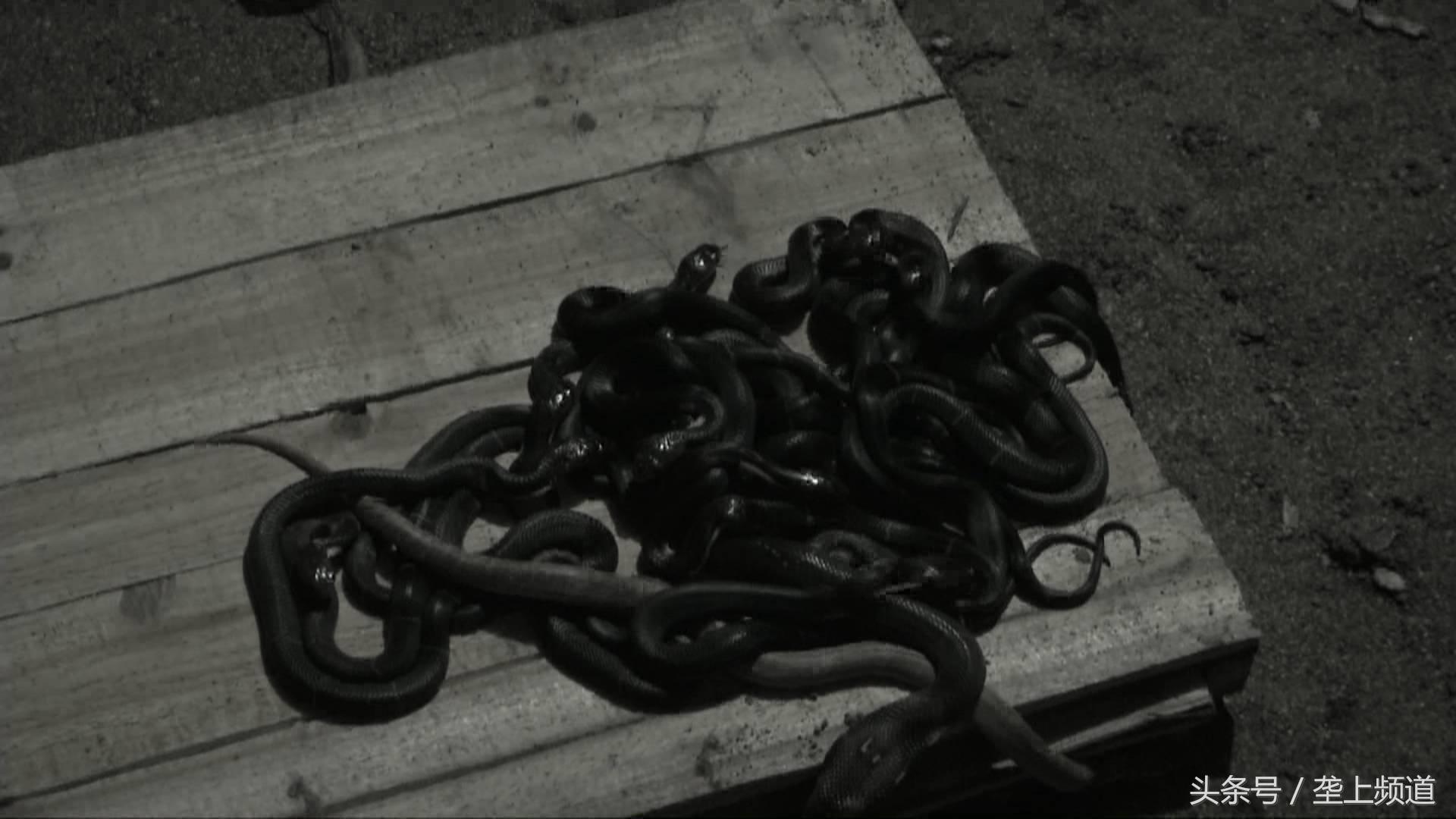 养蛇有利润吗,养蛇真能致富