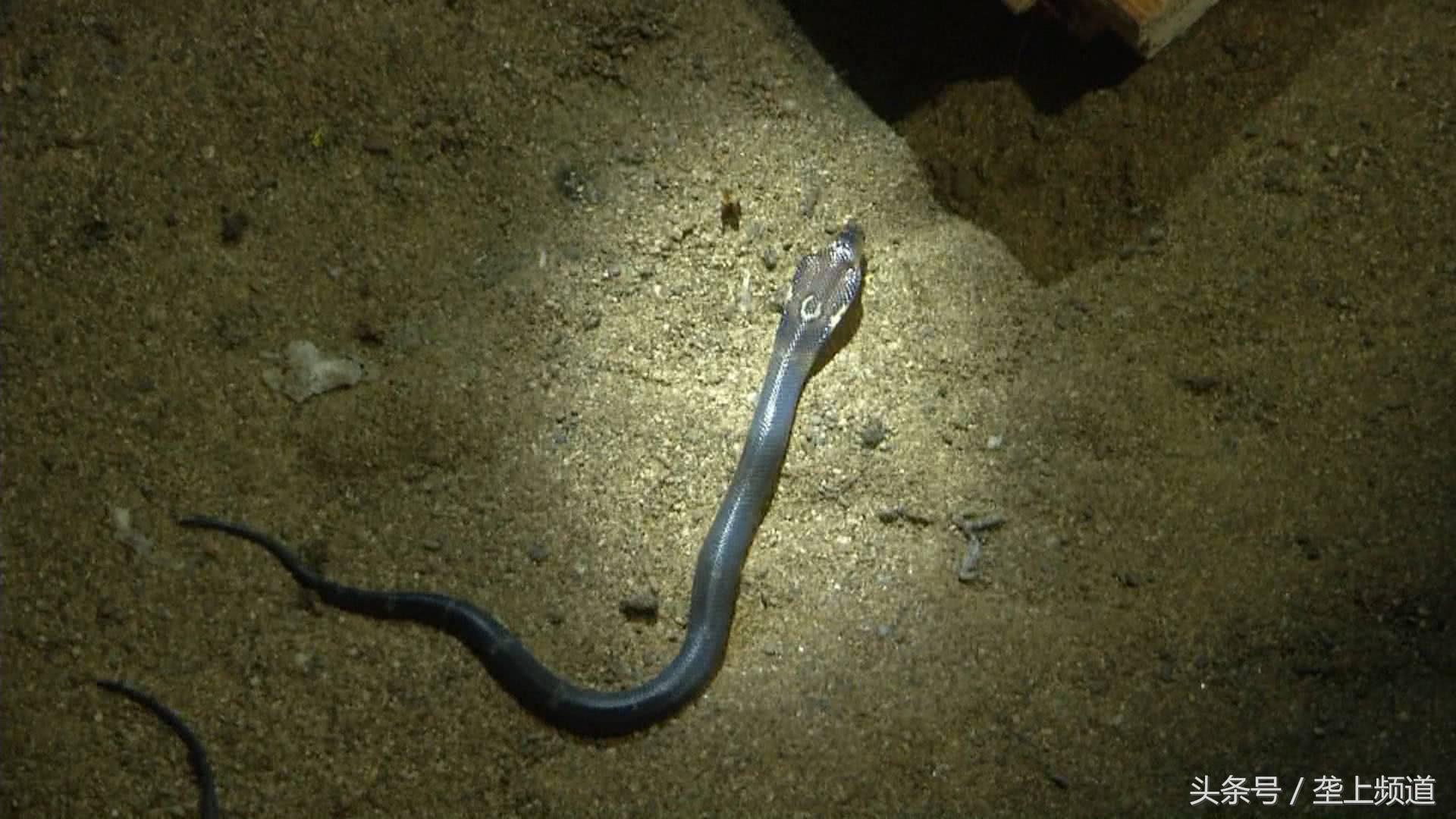 养蛇有利润吗,养蛇真能致富