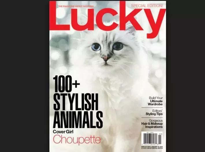 今天给你们看看那些闲得要命、富得流油的猫！