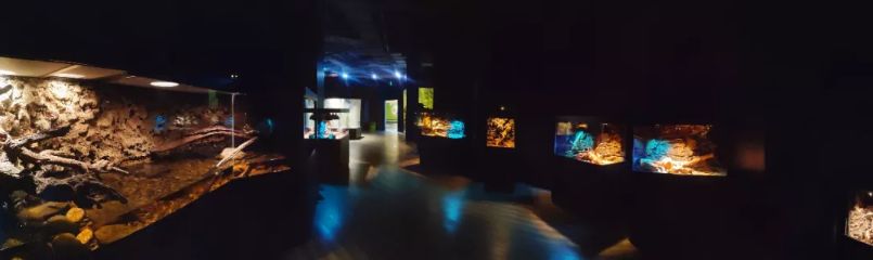 羊驼开门视频,羊驼出门迎接主人