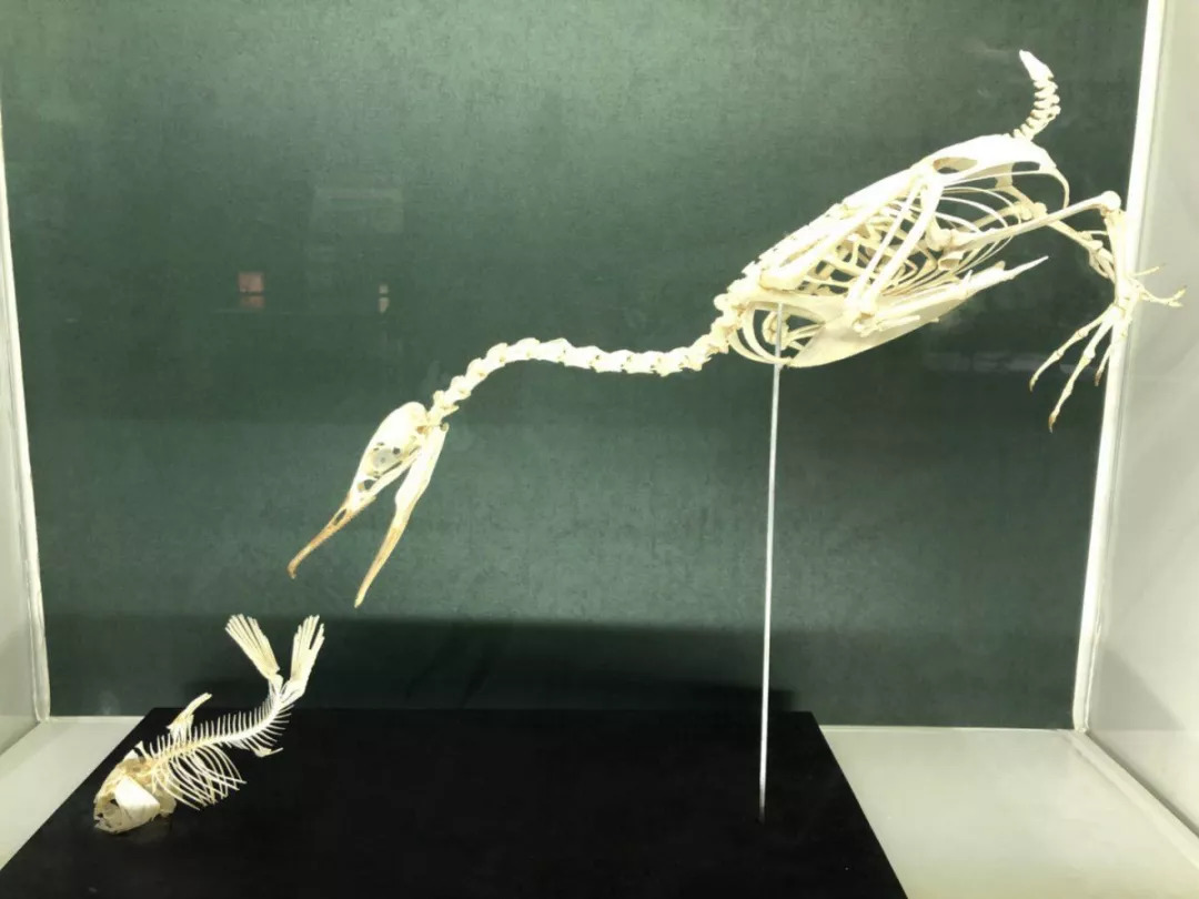 羊驼开门视频,羊驼出门迎接主人