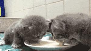 挑选好中老年奶粉的正确方法,如何挑选奶粉哪个牌子的好