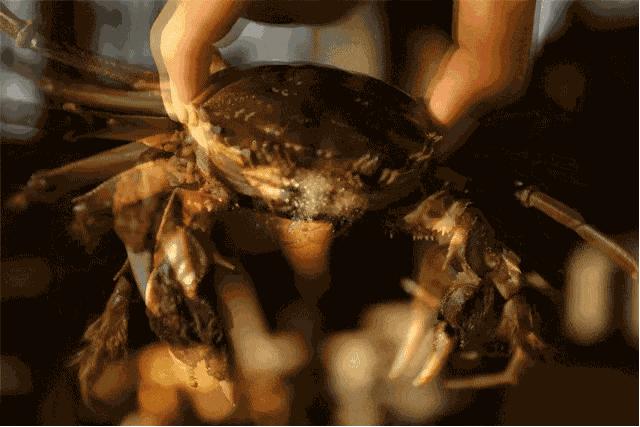 蟹黄味蟹香馥郁入口松脆,蟹黄的肥美鲜香