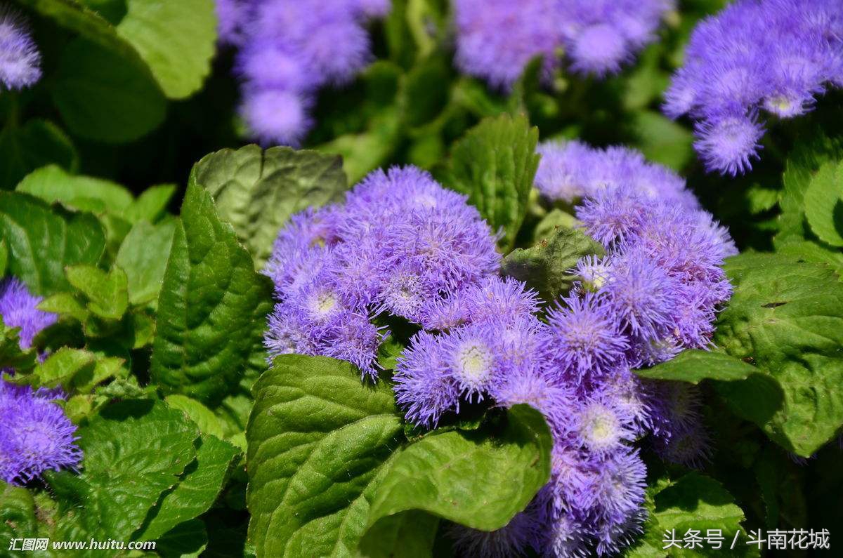 9月13号生日花语,生日花语9月16日