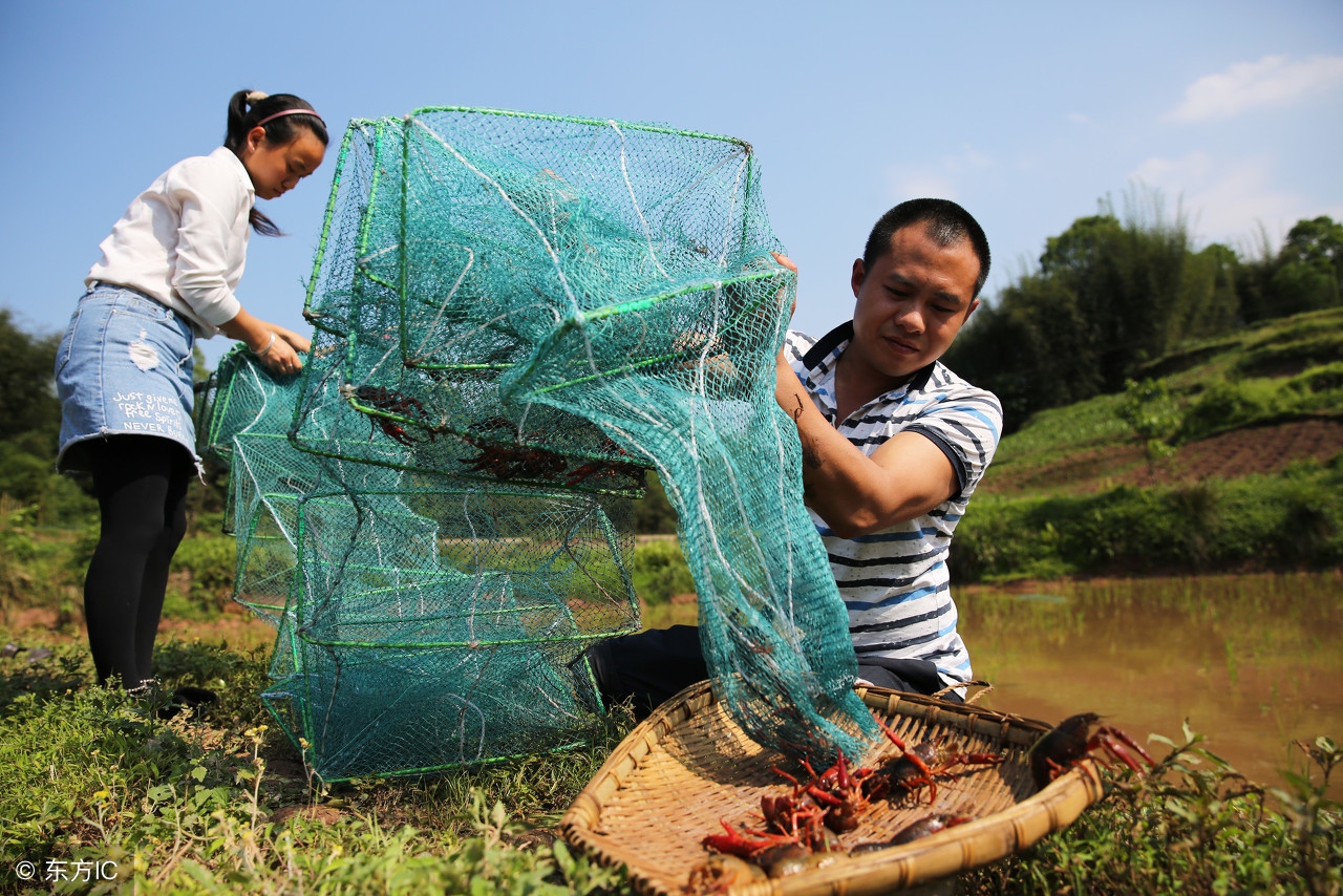 小龙虾养殖投资与收益,小龙虾的养殖创富路