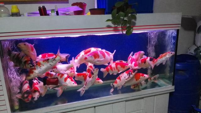 从鱼店买的观赏鱼怎么养不活,自己养的观赏鱼可以卖出去吗