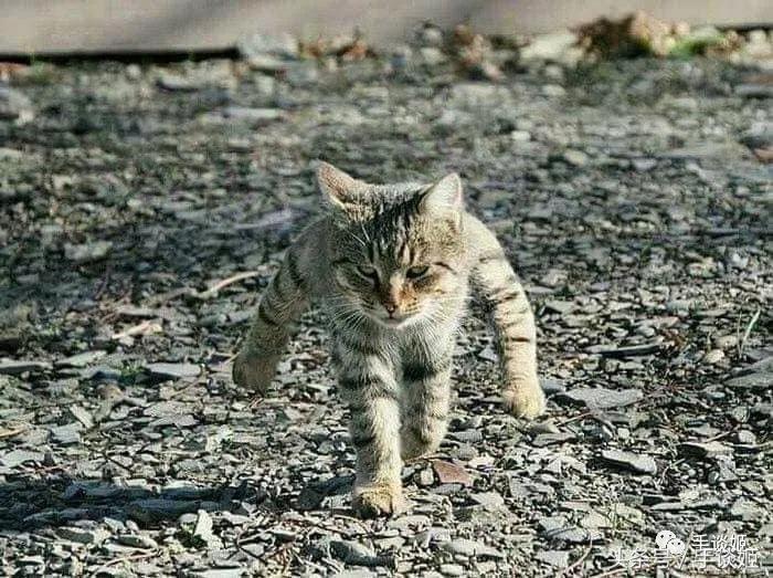 沙雕又可怕的手办,猫和老鼠沙雕瞬间手办神还原