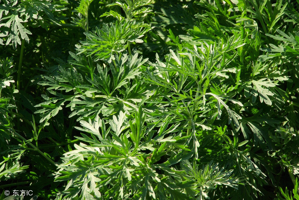 家中螨虫怎么消灭,家里螨虫用什么方法除根