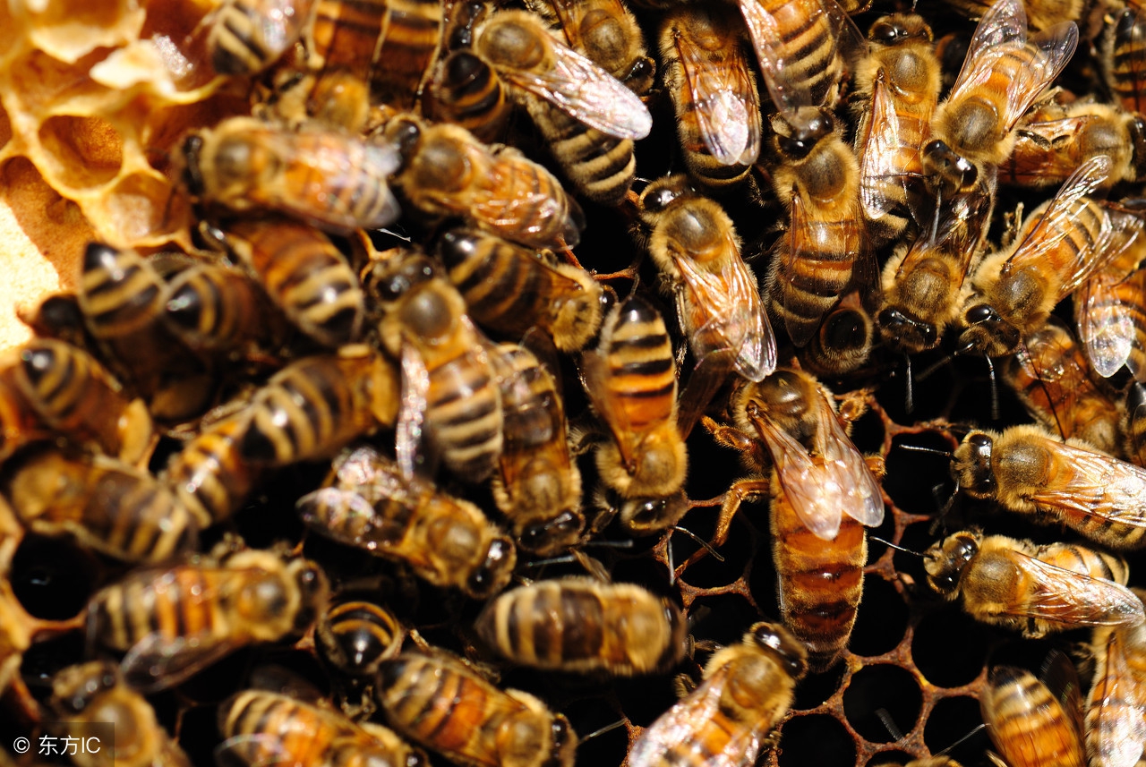 被蜜蜂蛰了怎么办动画,被蜜蜂蛰了怎么办倪海厦