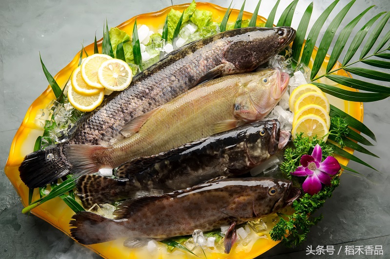 全国最出名的鱼火锅加盟,正宗鱼火锅招商加盟成都