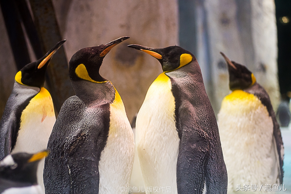 大连极地企鹅,南极企鹅求婚视频