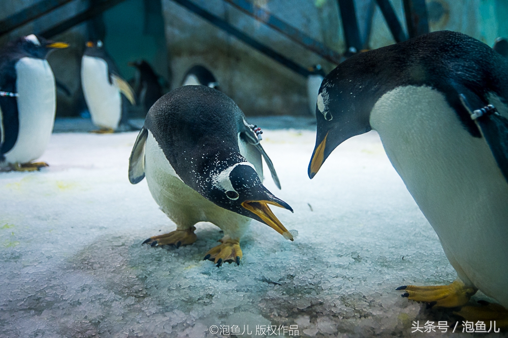 大连极地企鹅,南极企鹅求婚视频