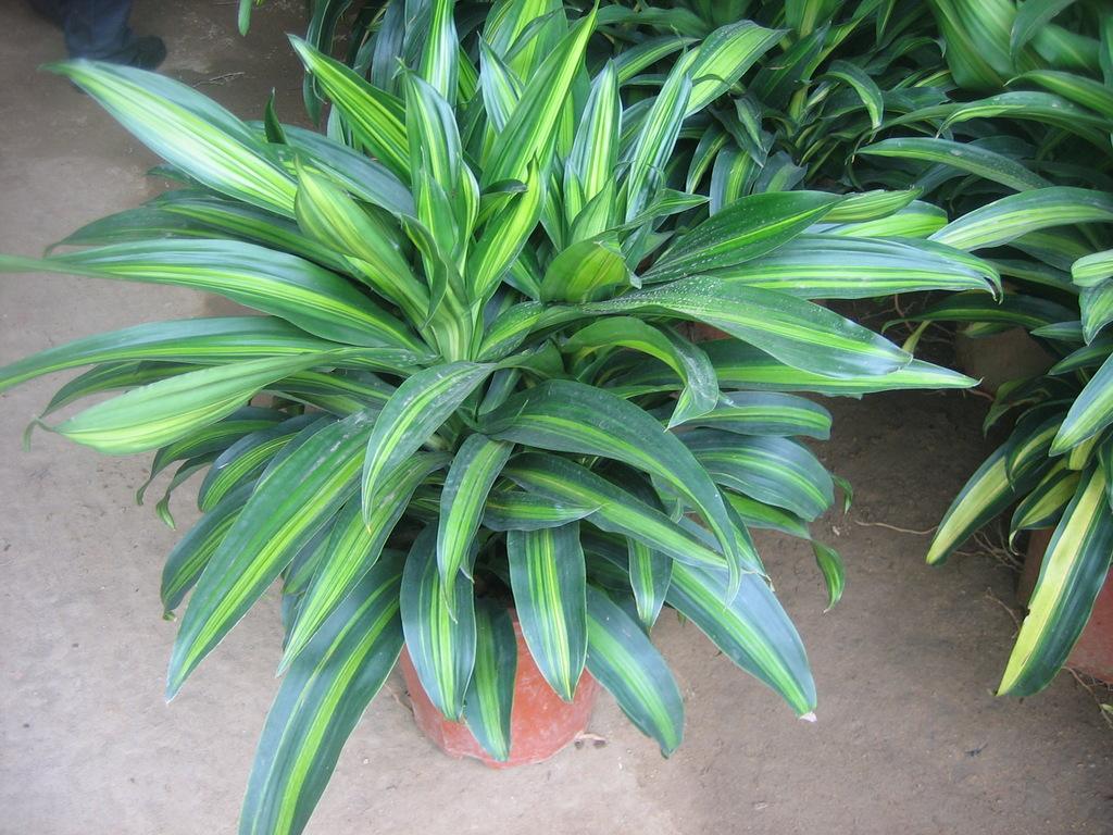 油烟机废油养花的正确方法,油烟机里的废油怎么给花当肥料