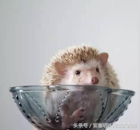 刺猬养殖实用技术,刺猬养殖技巧图解大全