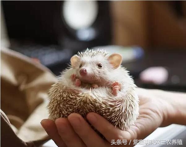 刺猬养殖实用技术,刺猬养殖技巧图解大全