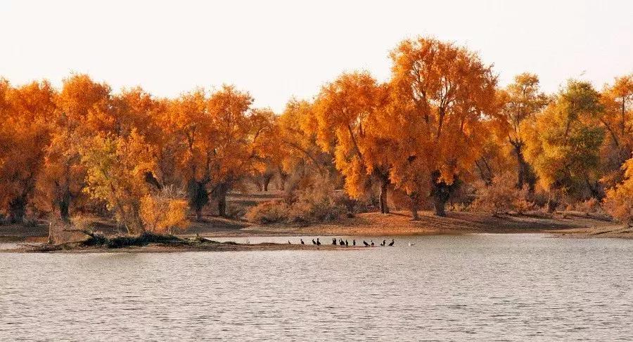 跟着大咖体验南疆最经典路线，玄奘东归路、沙漠胡杨、民俗风情！