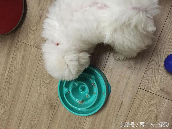 怎么改正狗狗狼吞虎咽,怎么纠正狗狗进食过快