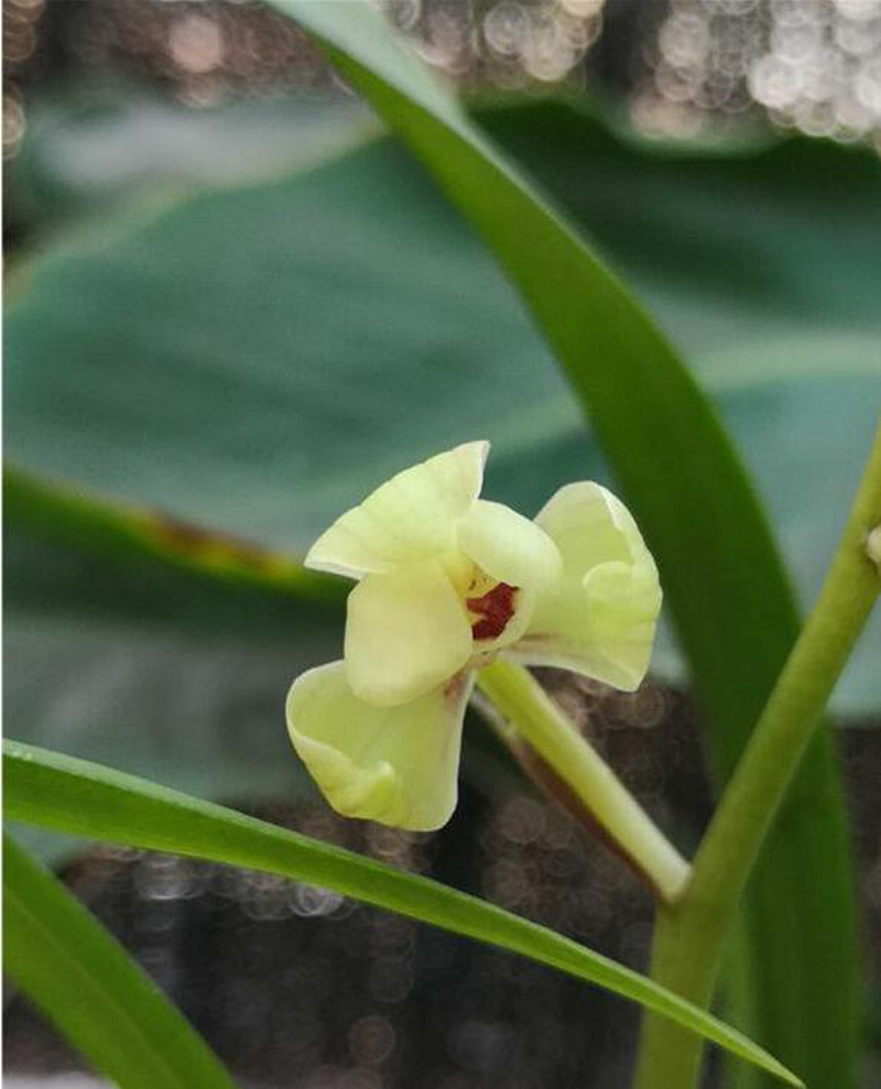 国魂兰花怎么辨别真假,宋梅兰花真假判断方法