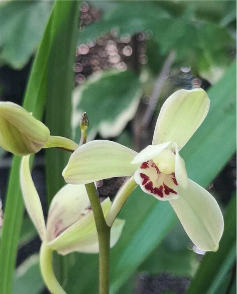 国魂兰花怎么辨别真假,宋梅兰花真假判断方法