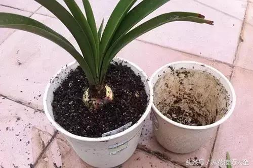 10月份哪些花可以翻盆,秋季换盆的花有哪些