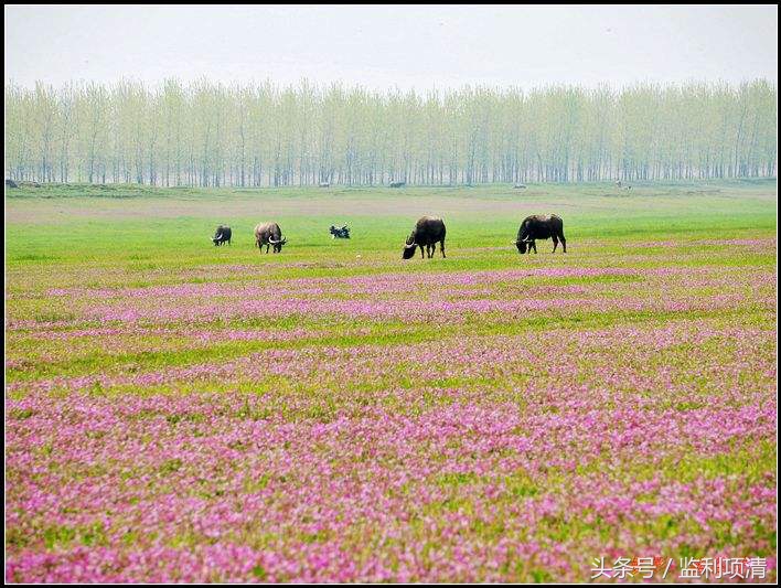 监利的历史文化有哪些,监利县历史古迹