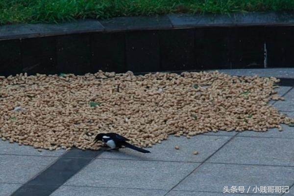 喜鹊有多坏,喜鹊祸害庄稼