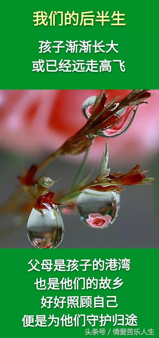 我们的后半生的美文,我们的后半生全集