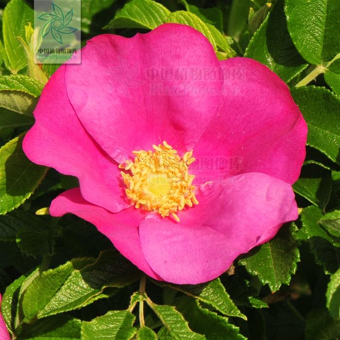 月季香槟玫瑰,月季玫瑰蔷薇你分得清吗