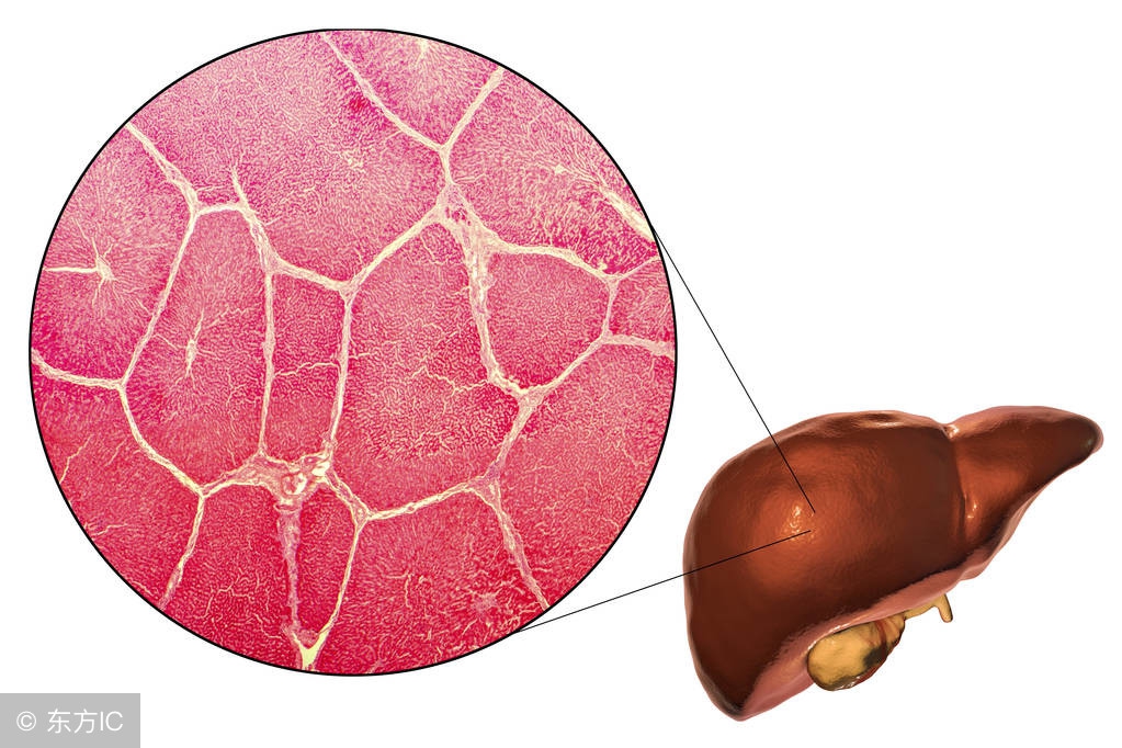 肝发炎是怎么引起的,肝发炎是什么原因造成的