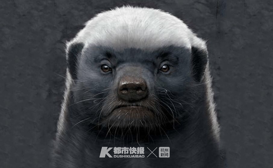 马云给阿里新成立的半导体公司取名“平头哥”，敢和狮子毒蛇叫板的平头哥什么来头？