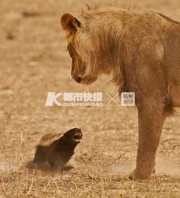 马云给阿里新成立的半导体公司取名“平头哥”，敢和狮子毒蛇叫板的平头哥什么来头？