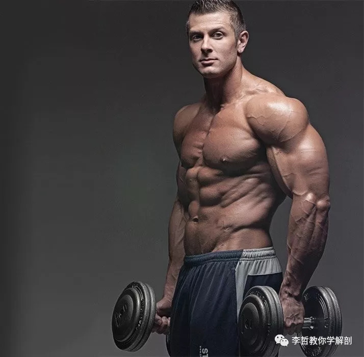 在天愿作比翼鸟任务,在天愿作比翼鸟运用了什么手法