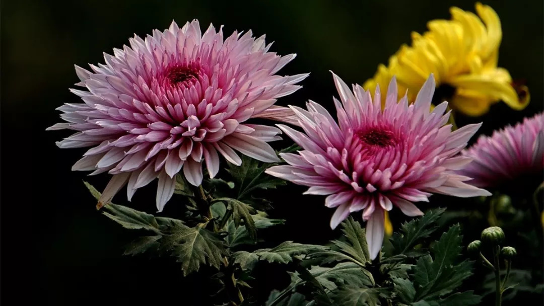 秋日赏菊30张菊花图美到心醉,美到令人心醉的菊花图片