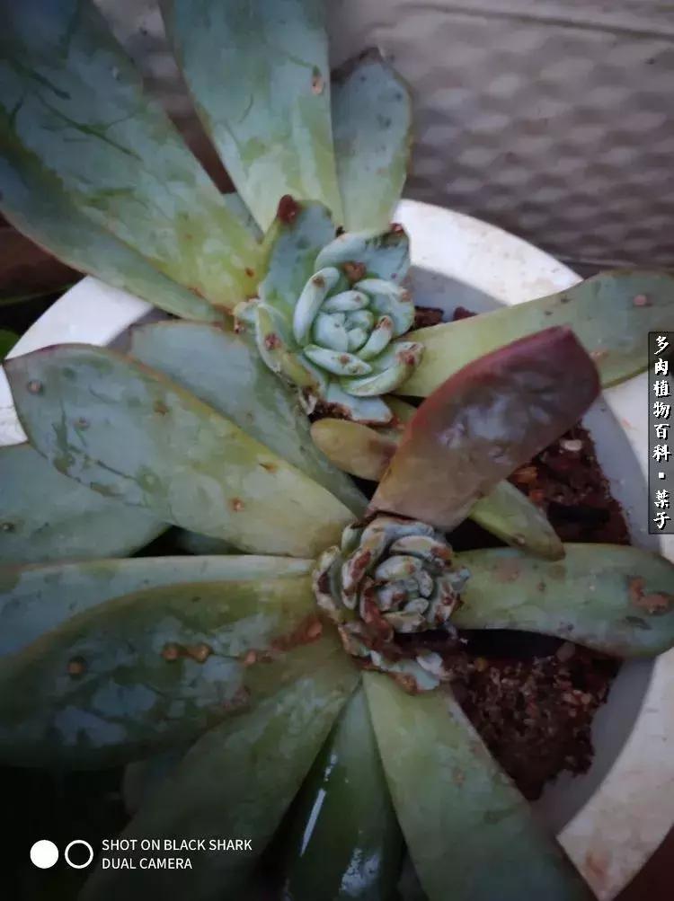 凉风至白露降寒蝉鸣下一句,夏天多肉小白虫消灭方法