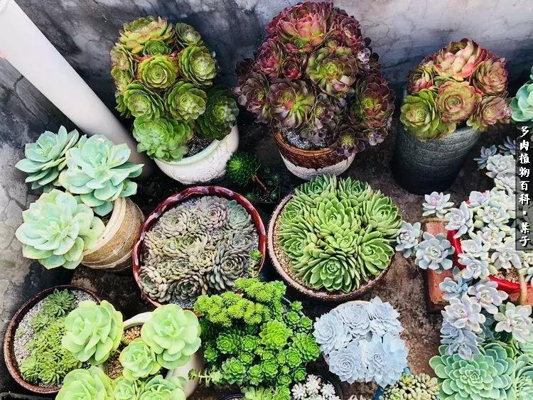 凉风至白露降寒蝉鸣下一句,夏天多肉小白虫消灭方法