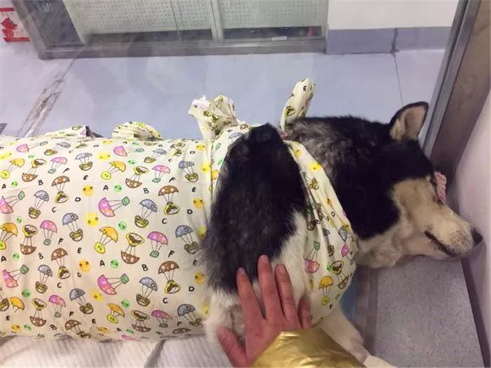 狗狗吃鸡蛋要怎么吃比较好,狗狗吃鸡蛋的讲究