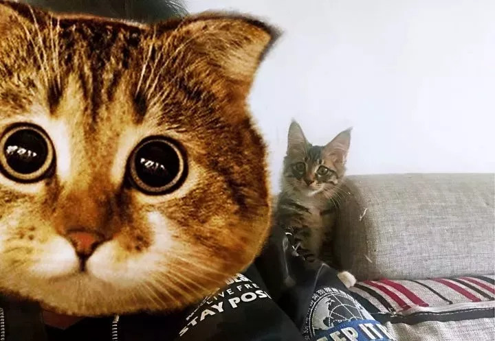 刚带回家的小猫咪怕人怎么办,刚带回来的猫咪怎么亲近