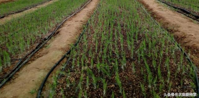 芦笋一年能采摘多少次,芦笋真的是一年四季采摘的吗