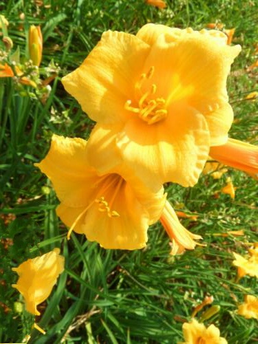 金娃娃萱草能吃吗,金娃娃萱草几月开花