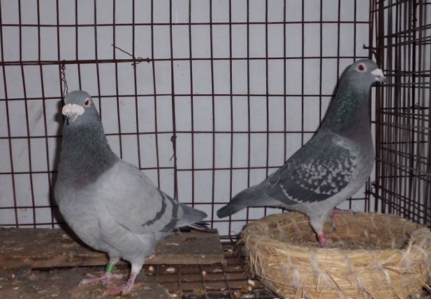 古代的飞鸽传书是怎么做到的,电脑飞鸽传书是什么软件