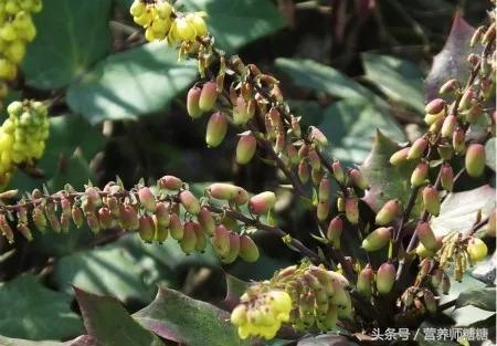 黄连素片的功效与作用能降血糖吗,黄连素降血糖一天最大量吃多少片