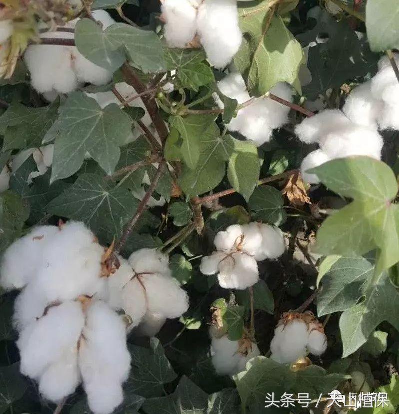 新疆南疆籽棉收购价最新行情,今日北疆各兵团籽棉收购价