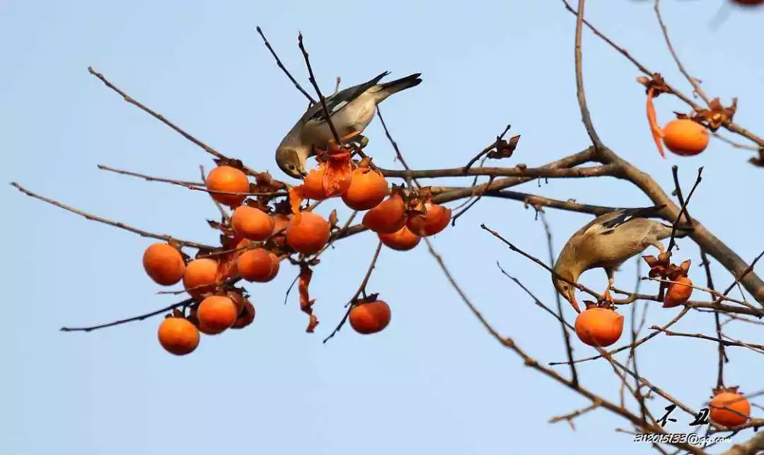 鸟儿喂什么食物会是最营养,鸟儿需要补充什么营养