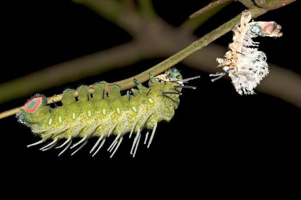 怎么消除小孩对虫子的恐惧,怎么帮孩子克服怕虫子的心理