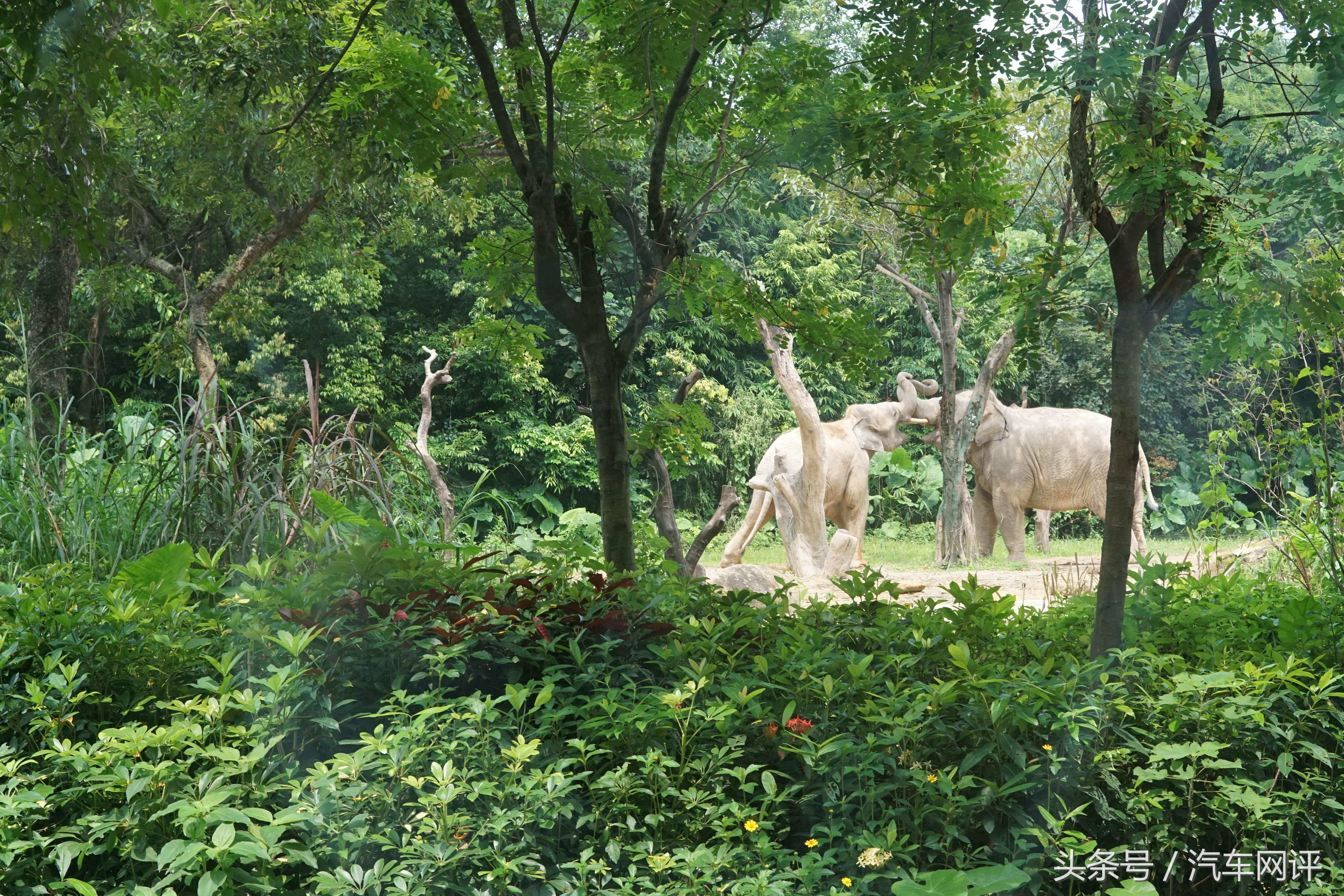 驾着宝马530Le去游玩长隆野生动物世界是一种怎样的体验？