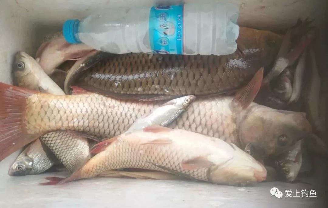 南部县升钟湖钓鱼视频,南部县升钟湖钓鱼价格