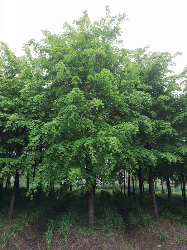 浙江长兴苗木展会,2020中国长兴苗木大会